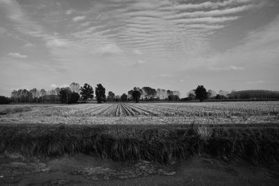 Scenic view of field against sky