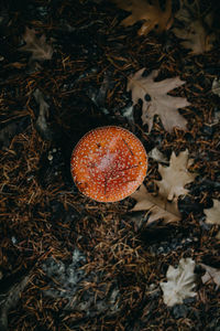 Amanita muscaria mushroom