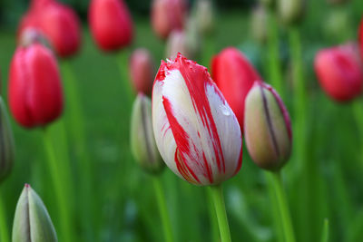 Close-up of red tulip