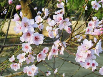 Close-up of pink flowers