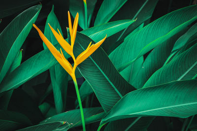 Close-up of yellow flowering plant