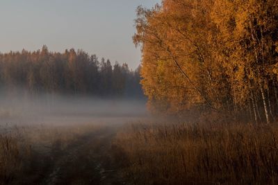 Trees in forest during autumn