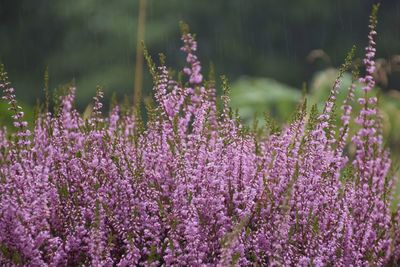 Close up of purple heather flowers on a rainy day