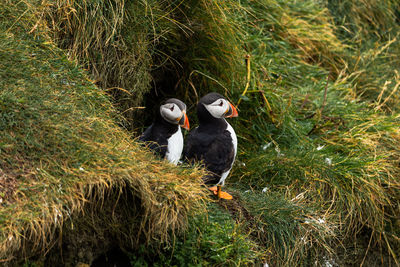 High angle view of birds perching on grass