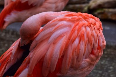 Close-up of a bird