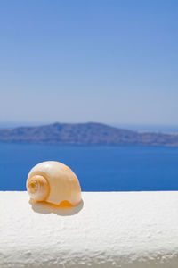 Close-up of a shell on the beach