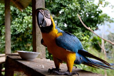 Close-up of gold and blue macaw perching on railing against trees
