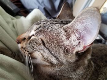 Close-up of cat sleeping on sofa at home