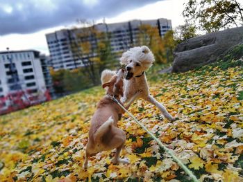 Close-up of dog against sky