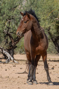 Horse standing in a field