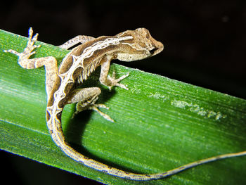 Close-up of caterpillar on leaf