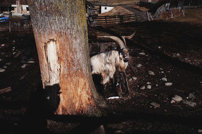 Horse in zoo