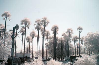 Palm trees against clear sky during winter