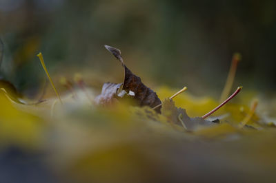 Close-up of plant