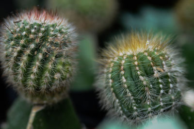  close up one of my favorite cactus at exhibition cactuslovers in malang