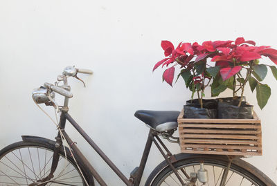 Close-up of red flowering plant in basket against wall