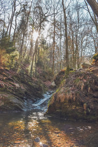 River flowing amidst trees in forest