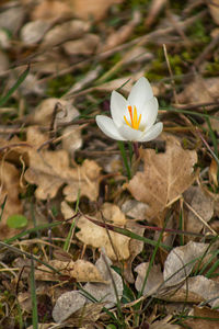 Close-up of white crocus flower on field