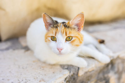 pet