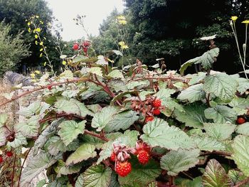 Low angle view of red flowers