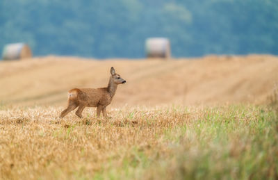 View of giraffe on land