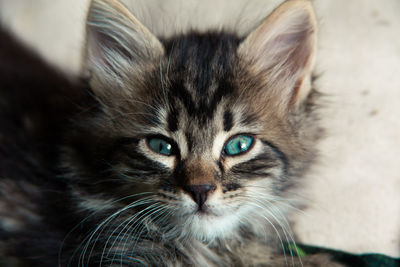 Close-up portrait of a cat