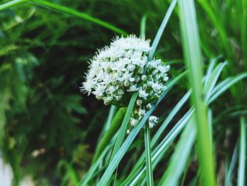 Close-up of white flowering plant