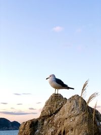 Low angle view of seagull perching on rock