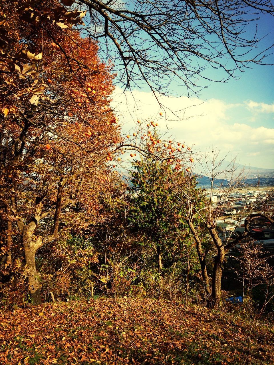 tree, sky, autumn, tranquility, growth, nature, branch, change, bare tree, season, built structure, day, cloud - sky, no people, outdoors, sunlight, field, dry, building exterior, low angle view