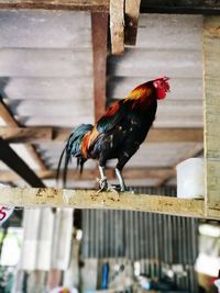 View of a bird on wood