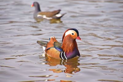 Birds in calm water