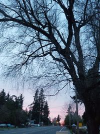 Bare trees by road against sky in city