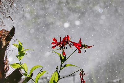 Close-up of wet red flowers on plant during winter
