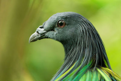 Close-up of a bird