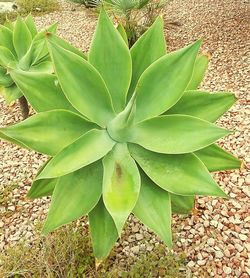 Close-up of succulent plant growing on field