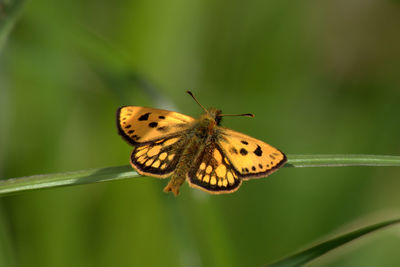 Close-up of butterfly pollinating flower
