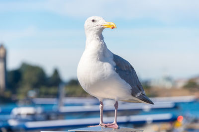 Close-up of seagull perching on a boat
