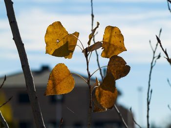 Close-up of dry autumn leaf against sky