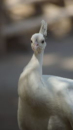 Close-up of bird