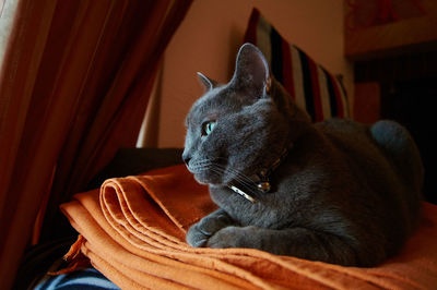 Close-up of shorthair cat relaxing on bed at home