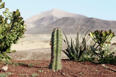 Cactus growing in desert against sky