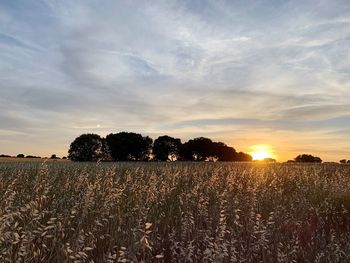 Scenic view of field against sky during sunset