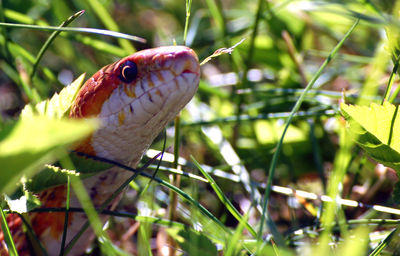 A cornsnake slithering through the grass.