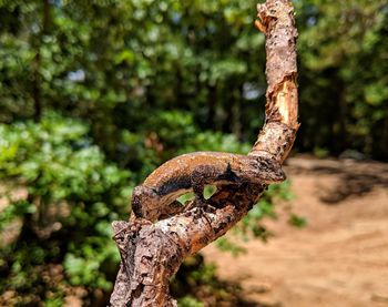 Close-up of tree trunk in forest