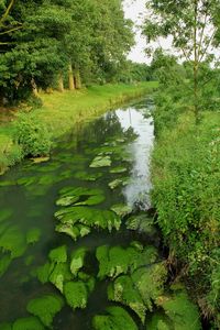 Reflection of trees in pond