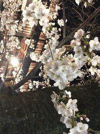 Close-up of white flowers blooming on tree