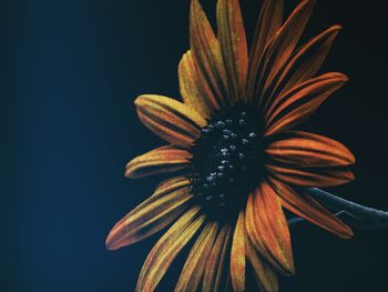 Close-up of flower against black background