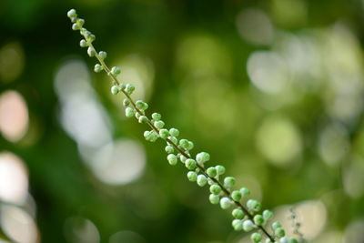 Close-up of dew drops on plant