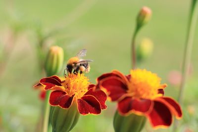 Close-up of bee pollinating on flower