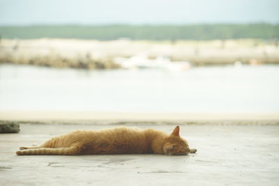 Cat living in shingugyoko port, fukuoka